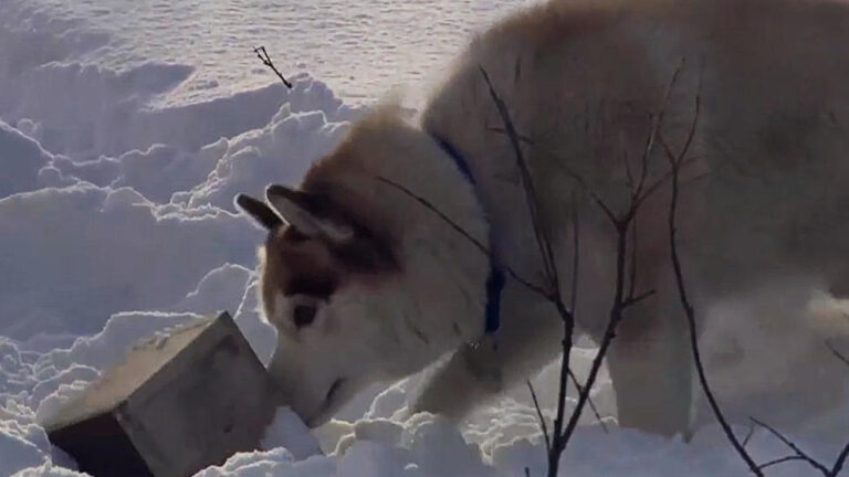 cronache_animali_011