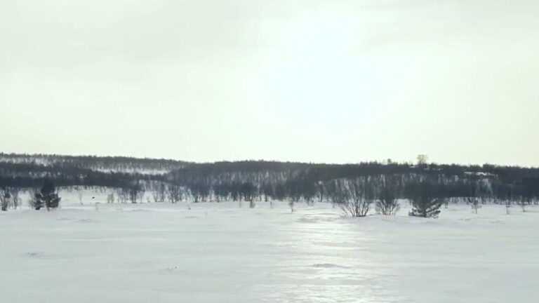 cronache_animali_012